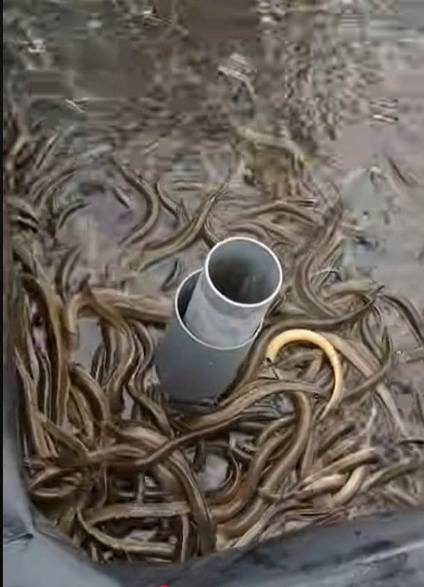 Bí quyết nuôi lươn không bùn hiệu quả cao bằng bể bạt HDPE cắt góc khò góc